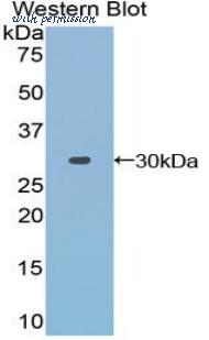 LifeSpan Biosciences LS-C300590 image 1