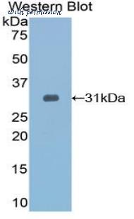 LifeSpan Biosciences LS-C300591 image 1