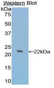 LifeSpan Biosciences LS-C300592 image 1