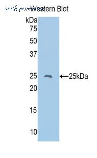 LifeSpan Biosciences LS-C300593 image 1