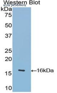 LifeSpan Biosciences LS-C300594 image 1