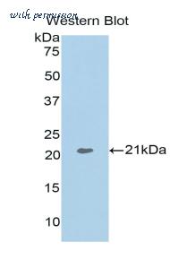 LifeSpan Biosciences LS-C301273 image 1