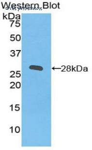 LifeSpan Biosciences LS-C301364 image 1
