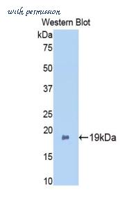 LifeSpan Biosciences LS-C301367 image 1
