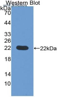 LifeSpan Biosciences LS-C301380 image 1