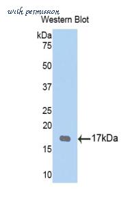 LifeSpan Biosciences LS-C301381 image 1