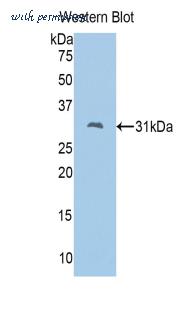 LifeSpan Biosciences LS-C301382 image 1