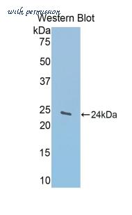 LifeSpan Biosciences LS-C301384 image 1