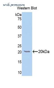 LifeSpan Biosciences LS-C301386 image 1