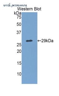 LifeSpan Biosciences LS-C301404 image 1
