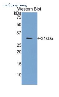 LifeSpan Biosciences LS-C301405 image 1
