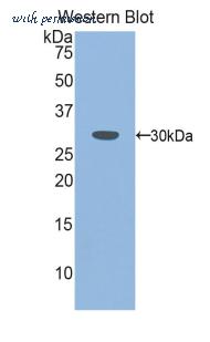 LifeSpan Biosciences LS-C301408 image 1