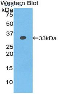 LifeSpan Biosciences LS-C301409 image 1