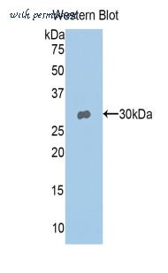 LifeSpan Biosciences LS-C301416 image 1