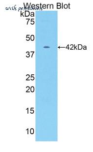 LifeSpan Biosciences LS-C301508 image 1