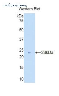 LifeSpan Biosciences LS-C301517 image 1