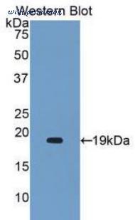 LifeSpan Biosciences LS-C301532 image 1