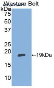 LifeSpan Biosciences LS-C301533 image 1