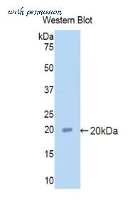 LifeSpan Biosciences LS-C301535 image 1