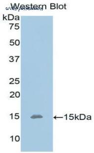 LifeSpan Biosciences LS-C301536 image 1