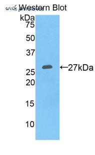 LifeSpan Biosciences LS-C301537 image 1