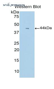 LifeSpan Biosciences LS-C301637 image 1
