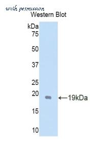 LifeSpan Biosciences LS-C301638 image 1