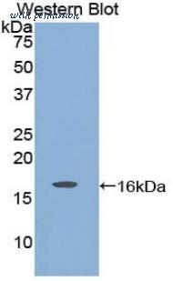 LifeSpan Biosciences LS-C301639 image 1