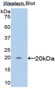 LifeSpan Biosciences LS-C301640 image 1
