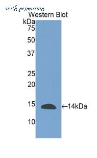 LifeSpan Biosciences LS-C301647 image 1