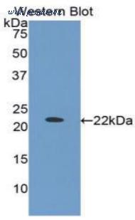 LifeSpan Biosciences LS-C301651 image 1