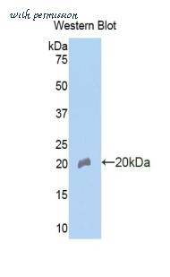 LifeSpan Biosciences LS-C301658 image 1