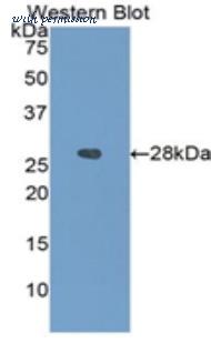 LifeSpan Biosciences LS-C301661 image 1