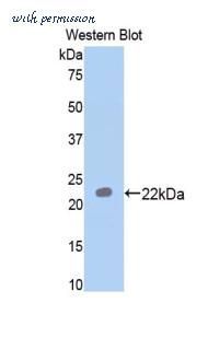 LifeSpan Biosciences LS-C301664 image 1