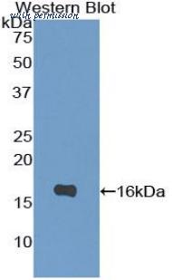 LifeSpan Biosciences LS-C301671 image 1