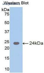 LifeSpan Biosciences LS-C301673 image 1