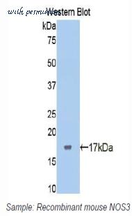 LifeSpan Biosciences LS-C301815 image 1