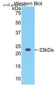 LifeSpan Biosciences LS-C301819 image 1
