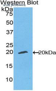 LifeSpan Biosciences LS-C301821 image 1