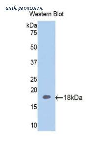 LifeSpan Biosciences LS-C301822 image 1