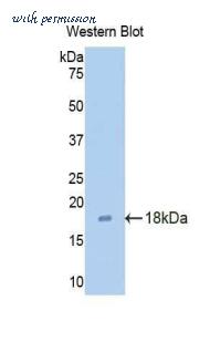 LifeSpan Biosciences LS-C301823 image 1