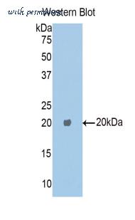 LifeSpan Biosciences LS-C301824 image 1