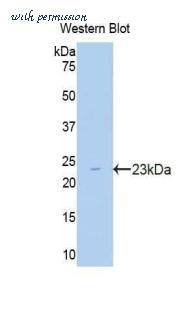 LifeSpan Biosciences LS-C301828 image 1