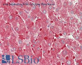 LifeSpan Biosciences LS-C301828 image 2