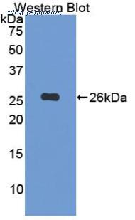 LifeSpan Biosciences LS-C301833 image 1