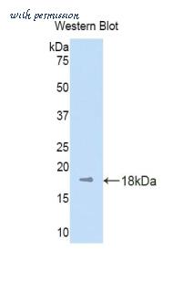 LifeSpan Biosciences LS-C301835 image 1