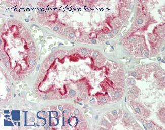 LifeSpan Biosciences LS-C301837 image 2