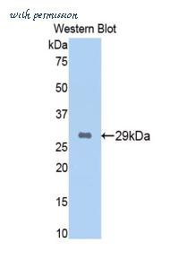 LifeSpan Biosciences LS-C301935 image 1