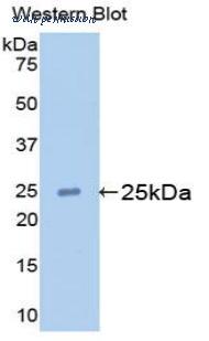 LifeSpan Biosciences LS-C301938 image 1