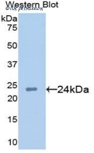 LifeSpan Biosciences LS-C301939 image 1